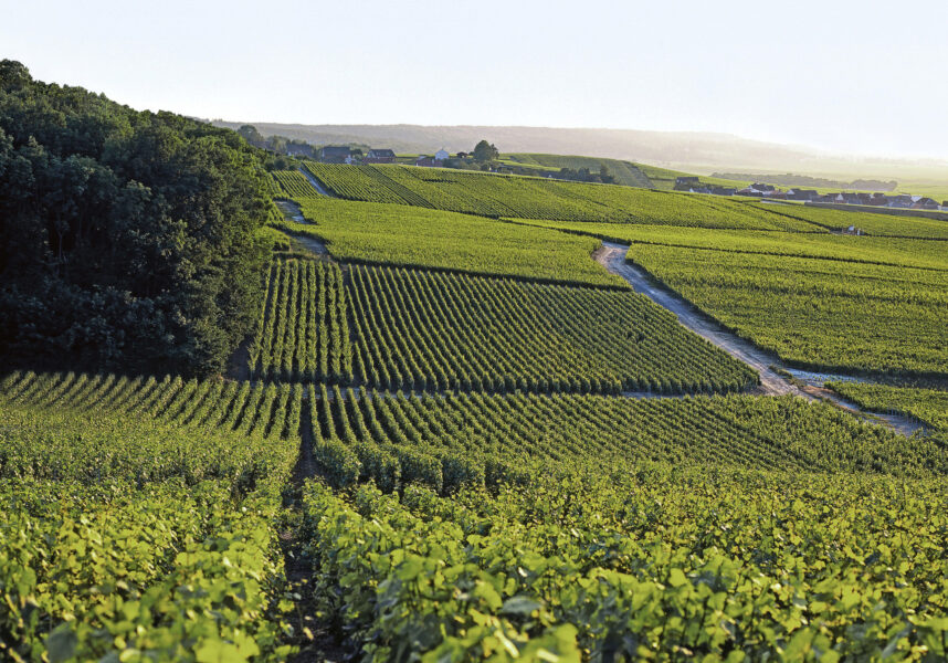 GFA Vignobles de Craie : un atout pour la Champagne