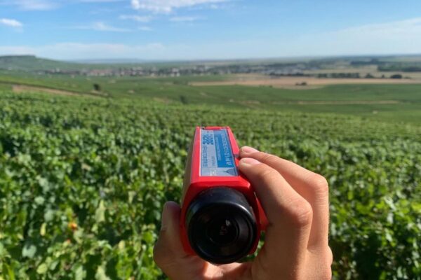Vendanges à Vertus : l’enthousiasme de la famille Colin