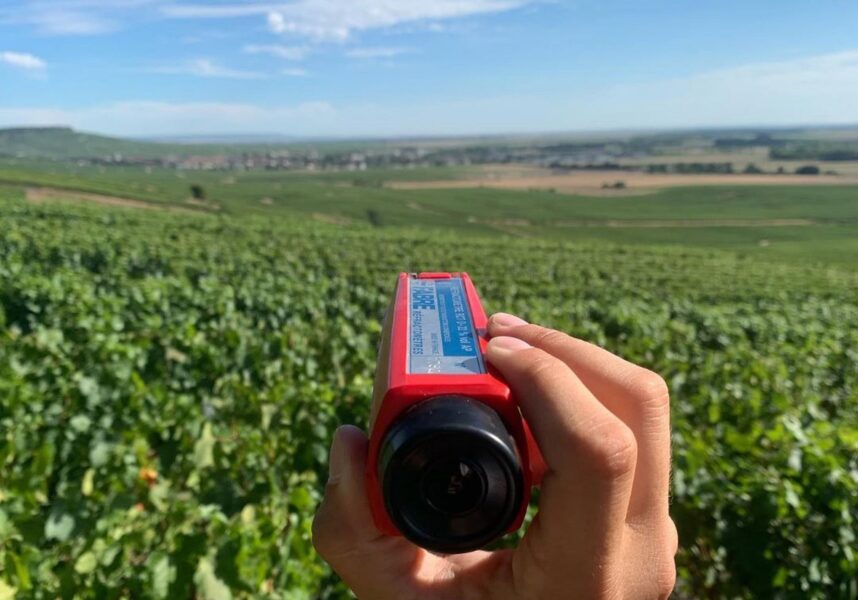 Vendanges à Vertus : l’enthousiasme de la famille Colin