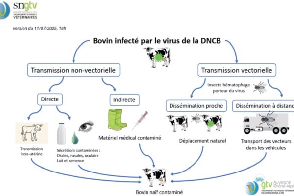 Grand Est : une maladie virale à haut risque pour les bovins français