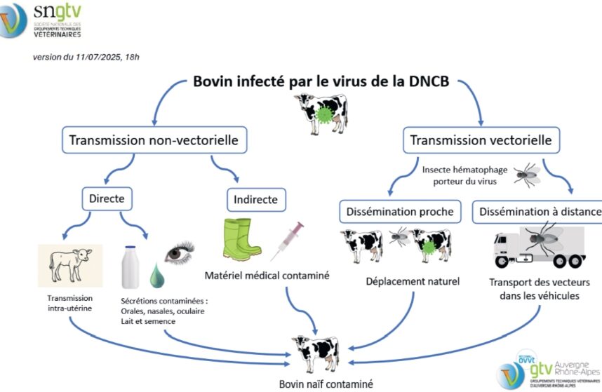 Grand Est : une maladie virale à haut risque pour les bovins français