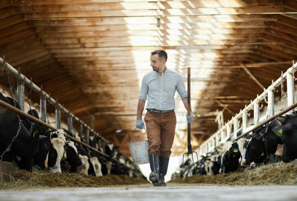 Reims La Marne Agricole Les éleveurs laitiers veulent reprendre leur destinée en mains Pour donner l’envie à des jeunes de s’installer en élevage laitier, l’un des leviers reste la rémunération. Or celle-ci n’est pas totalement au rendez-vous, ont estimé les responsables de la FNPL lors d’une conférence de presse sur le 39e Space à Rennes.