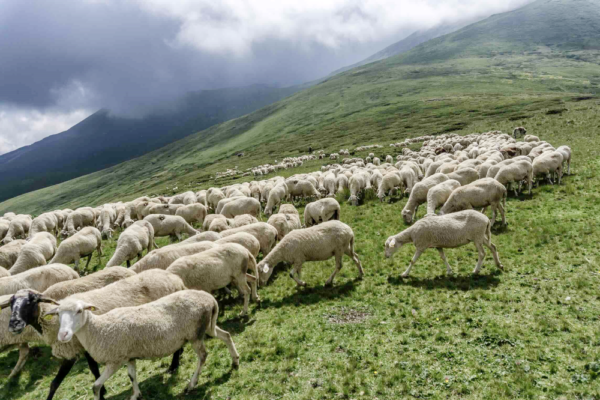 Loup : vers un assouplissement supplémentaire des règles