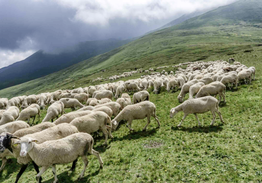 Loup : vers un assouplissement supplémentaire des règles