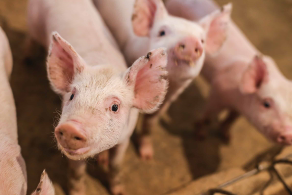 Le porc menacé par le retour du protectionnisme ?
