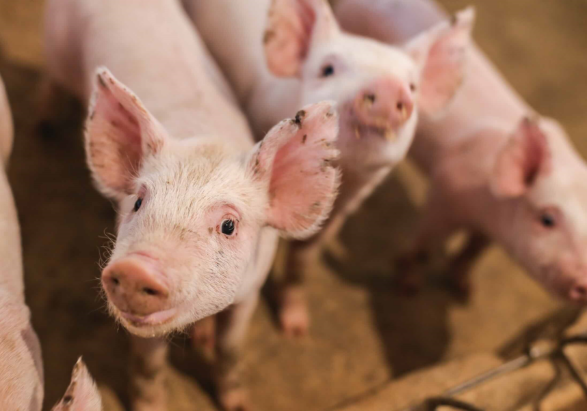 Le porc menacé par le retour du protectionnisme ?