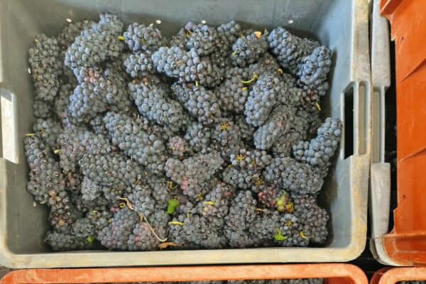 Champagne : vendanges 2025, de grands vins à venir…