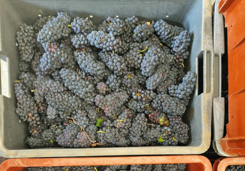 Champagne : vendanges 2025, de grands vins à venir…
