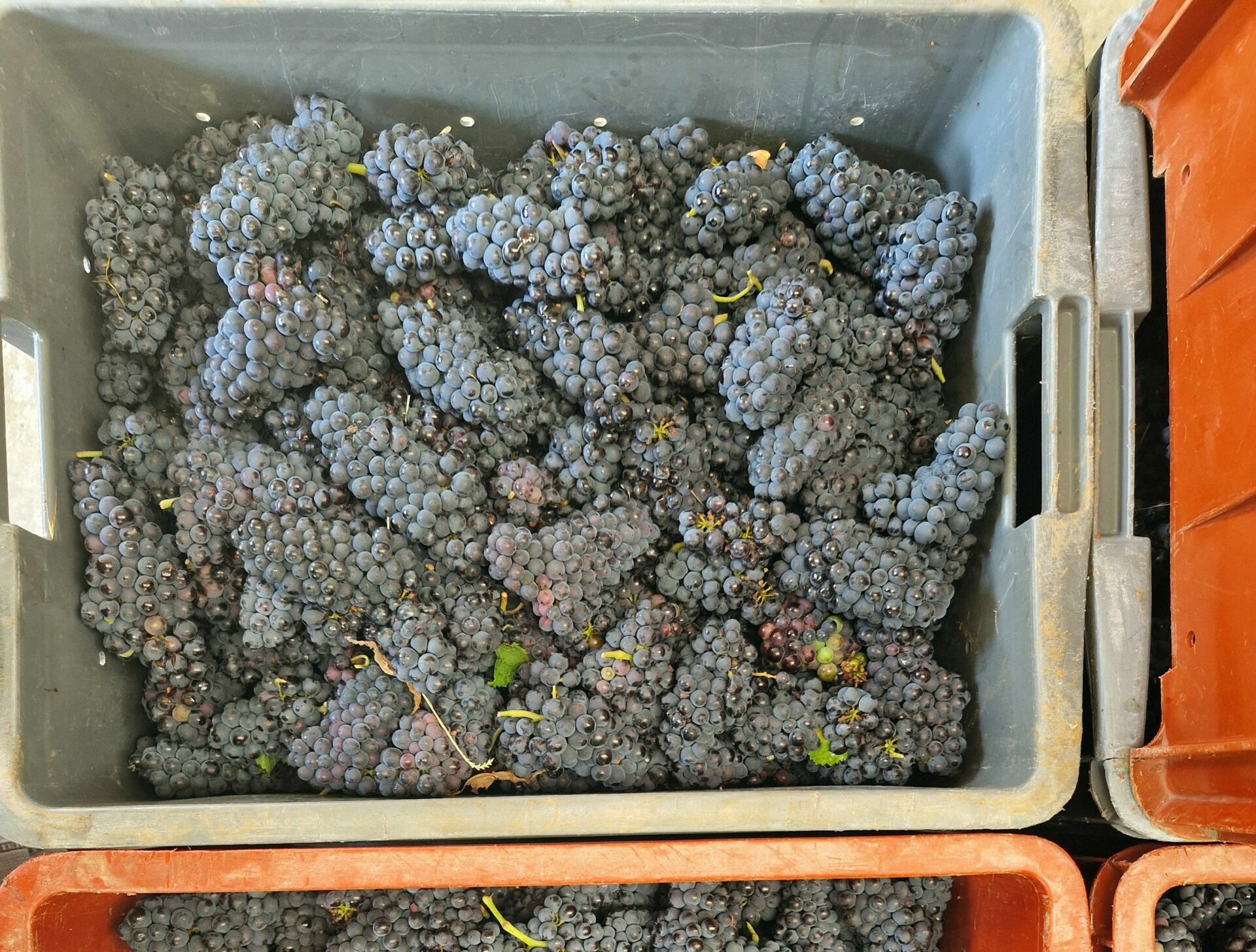 Reims La Marne Agricole Champagne Vendanges 2025, de grands vins à venir… On peut toujours se tromper, mais avec une maturité aussi aboutie et un état sanitaire sans faille, ce millésime 25 devrait nous offrir de grands vins de base dans quelques mois.