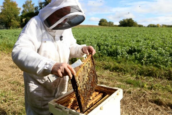 Bouleuse : des couverts fleuris qui profitent aux abeilles Bouleuse : des couverts fleuris qui profitent aux abeilles