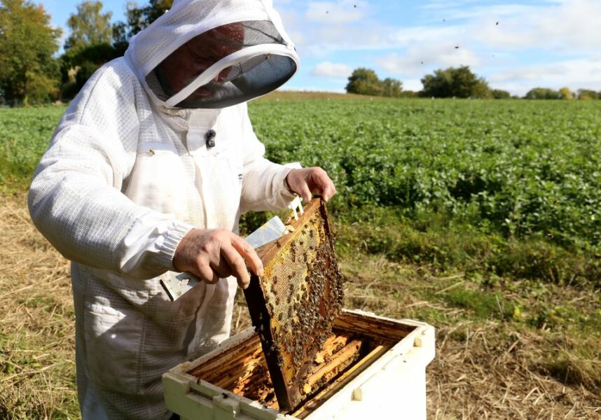 Bouleuse : des couverts fleuris qui profitent aux abeilles