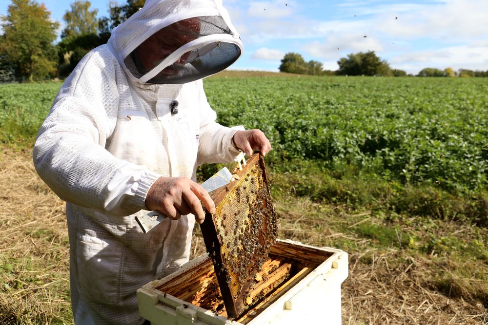 Reims La Marne Agricole Bouleuse : des couverts fleuris qui profitent aux abeilles La pratique du couvert permanent fleuri permet aux abeilles de trouver une ressource important pour passer l’hiver. Démonstration le 7 octobre sur le terrain à Bouleuse, à l’ouest de Reims.