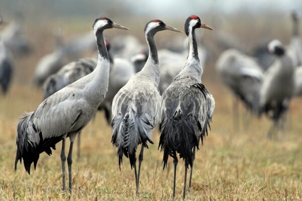 Marne : montée du risque d’influenza aviaire Marne : montée du risque d’influenza aviaire