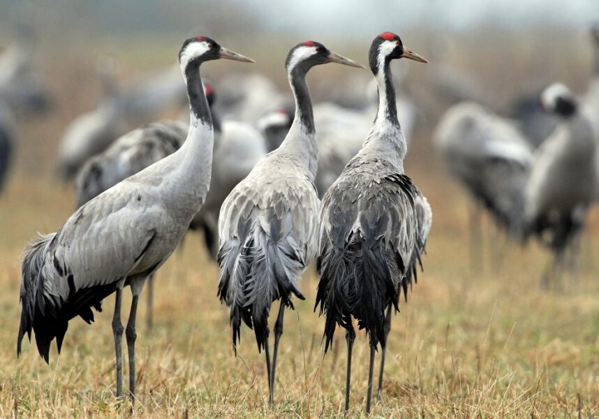 Marne : montée du risque d’influenza aviaire Marne : montée du risque d’influenza aviaire