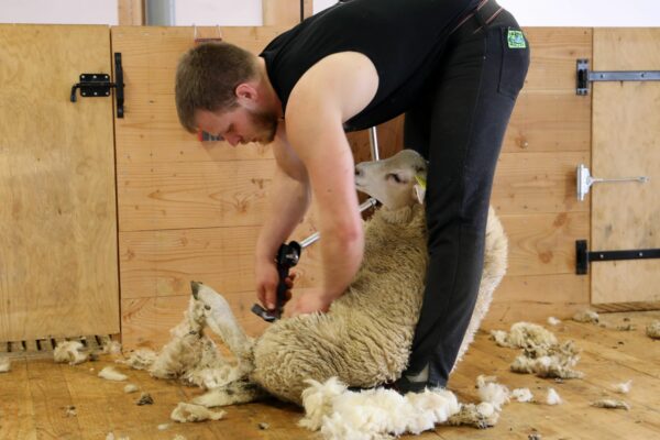 Metz : pas de bovins à Agrimax