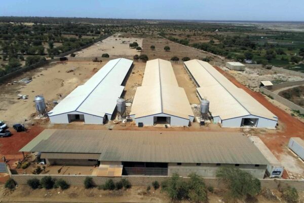 Les défis de l’élevage de volailles en Afrique
