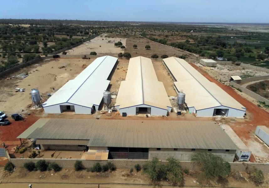 Les défis de l’élevage de volailles en Afrique