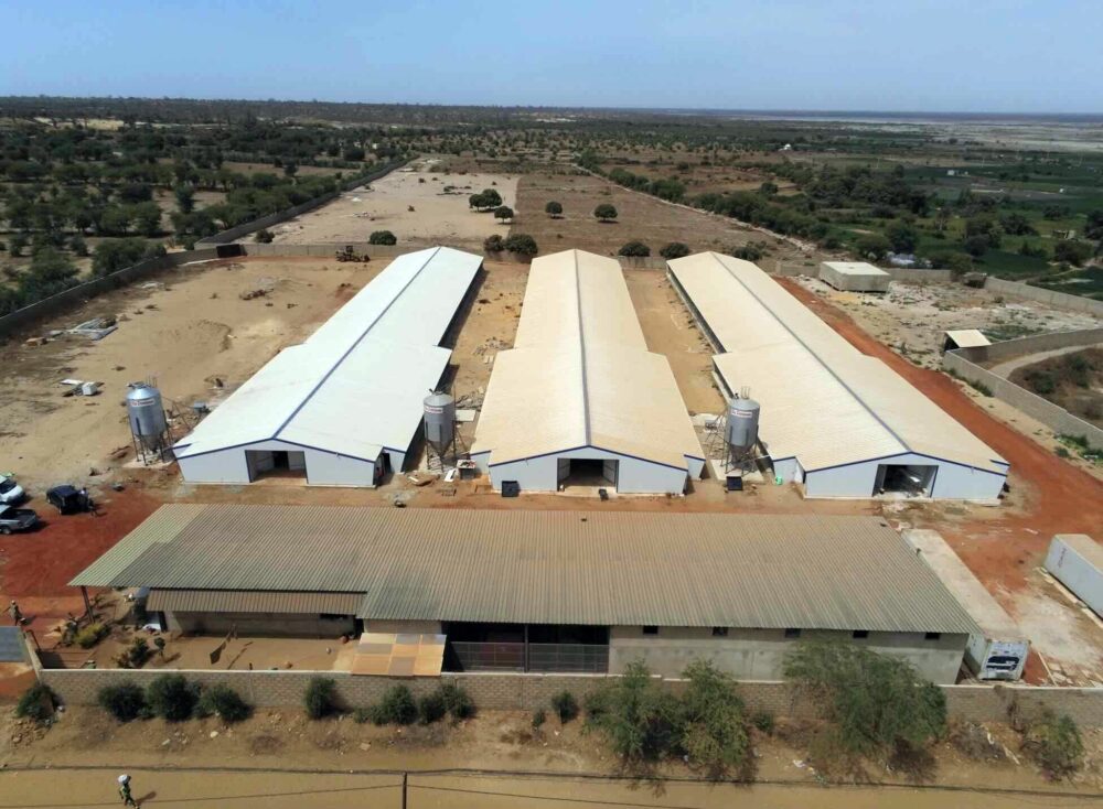 Reims La Marne Agricole Les défis de l’élevage de volailles en Afrique Lors du 39e Space à Rennes, parmi la centaine de conférences organisées en trois jours, l’une portait sur les opportunités de développement de la filière avicole sur le continent africain. Ce qui représente autant un défi que d’innombrables contraintes.