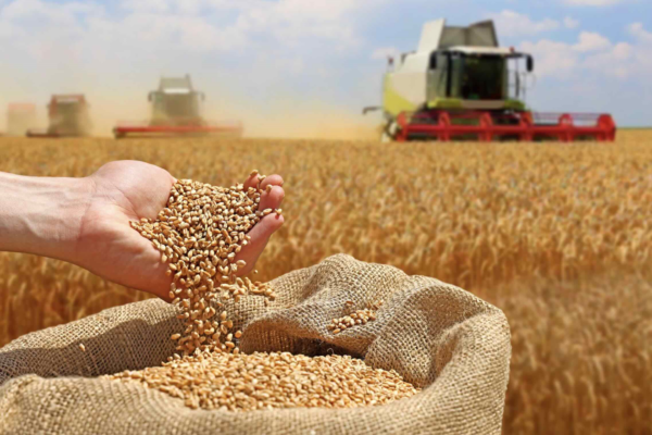 Récolte 2025 : des blés de qualité mais qui imposeront une préparation soignée