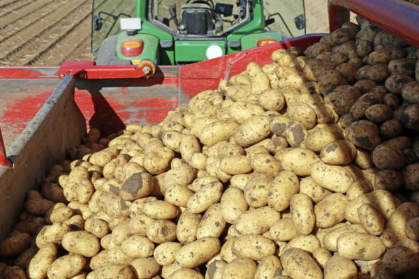 Les pommes de terre françaises s’exportent bien