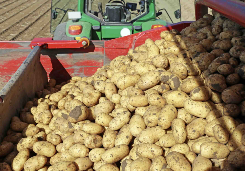 Les pommes de terre françaises s’exportent bien