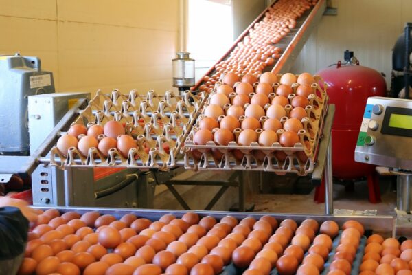 Encore des défis pour la filière œufs