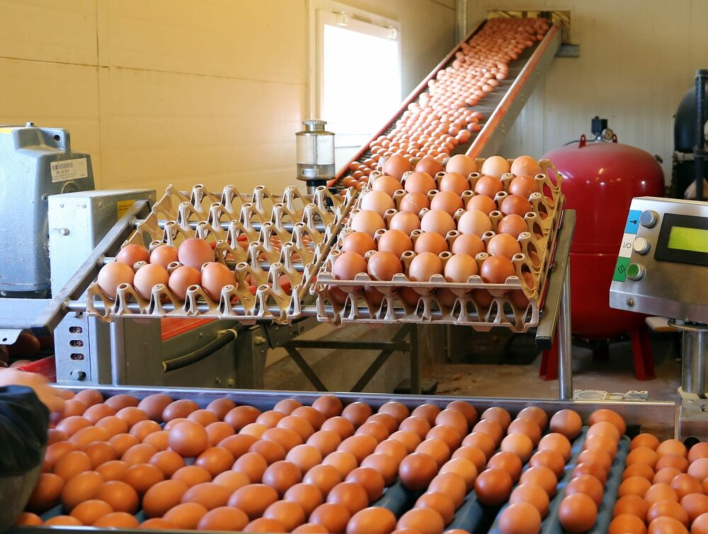 Reims La Marne Agricole Encore des défis pour la filière œufs La consommation d’œufs connaît une progression constante. En 2025, on s’attend à une croissance de 5 % des achats des ménages. Les producteurs doivent augmenter leurs capacités pour satisfaire la demande et contrer les importations tout en investissant dans les élevages alternatifs demandés par la clientèle, autrement dit abandonner l’élevage en cages.