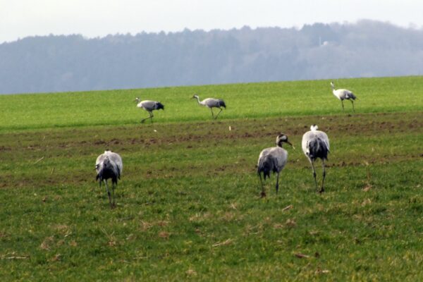 Influenza aviaire : mesures supplémentaires dans la Marne Influenza aviaire : mesures supplémentaires dans la Marne