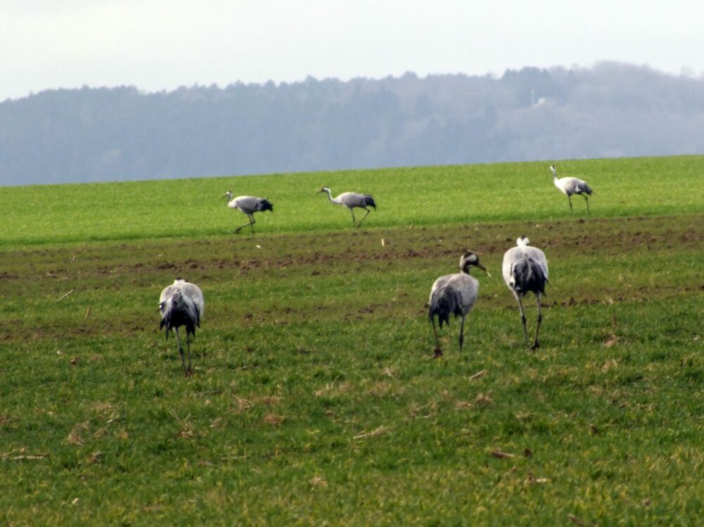 Reims La Marne Agricole Influenza aviaire : mesures supplémentaires dans la Marne La préfecture de la Marne a annoncé le 15 novembre de nouvelles mesures afin de sécuriser la zone du lac du Der où a lieu le festival de la photo.