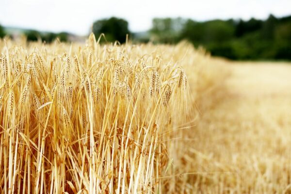 Sans la PAC, la production agricole chuterait