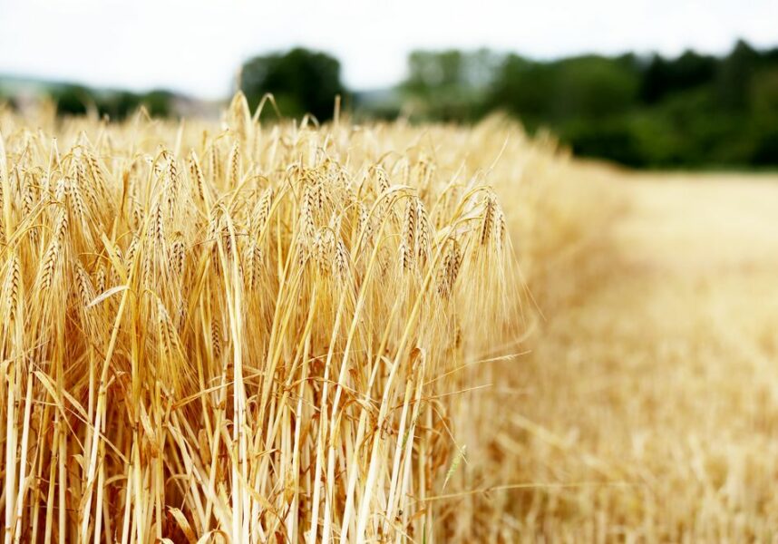 Sans la PAC, la production agricole chuterait Sans la PAC, la production agricole chuterait