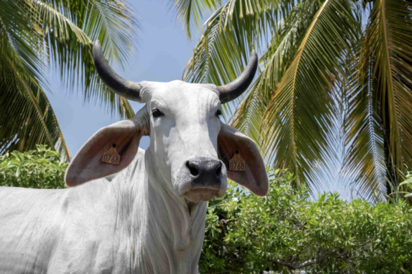 SIA 2026 : la vache égérie est une brahmane et s’appelle Biguine