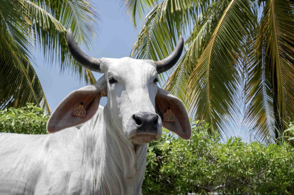 Reims La Marne Agricole SIA 2026 : la vache égérie est une brahmane et s’appelle Biguine À l’approche du Salon international de l’agriculture (SIA) qui se déroulera du 21 février au 1er mars 2026, les organisateurs ont présenté celle qui accompagnera cette édition 2026 : Biguine, vache de race brahmane élevée en Martinique.