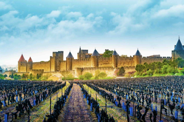 Viticulture : un plan de sauvegarde pour la filière française