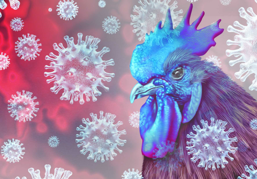 Grippe aviaire dans la Marne : le gibier à plumes ne doit plus être chassé dans 133 communes Grippe aviaire dans la Marne : le gibier à plumes ne doit plus être chassé dans 133 communes