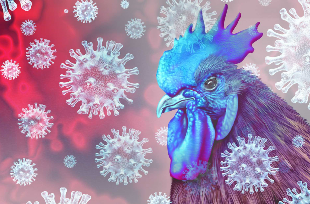 Reims La Marne Agricole Influenza aviaire : le gibier à plume ne doit plus être chassé dans 133 communes marnaises Des mesures complémentaires sont mises en place par la préfecture. À compter du 3 novembre 2025, sur le territoire de 133 communes (liste sur internet la-marne-agricole.fr) , les activités de chasse au gibier à plumes (dont le gibier d’eau), les lâchers de gibier à plumes, les transports et utilisations d’appelants, la pêche, les activités lacustres et les activités de loisirs de plein air en dehors des chemins forestiers ou ruraux sont suspendues.