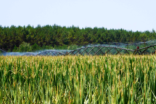 Irrigation : la bataille de l’eau est lancée