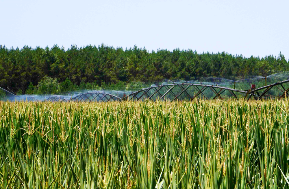 Reims La Marne Agricole Irrigation : la bataille de l’eau est lancée Lors du congrès de l’Association générale des producteurs de maïs (AGPM), les irrigants de France ont décidé de renforcer leurs moyens. Avec la ferme intention de ne pas se laisser dicter la stratégie future.