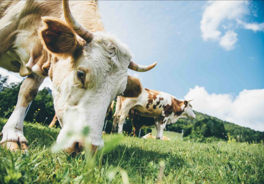 Châlons : le Comité Élevage Marne informe les éleveurs sur la DNC