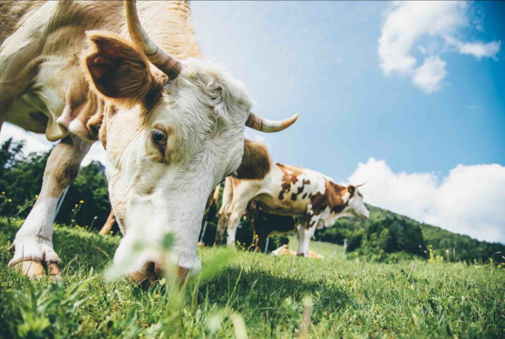 Reims La Marne Agricole DNC : réunion d'information par le Comité Élevage Marne Le Comité Élevage Marne a organisé une réunion d'information sur la dermatose nodulaire contagieuse pour les éleveurs bovins du département. Avec l'intervention du docteur Dehoux, représentant du GTV Grand Est ainsi que M. Dufour, chef du service santé, protection animale et environnement de la DDETSPP.