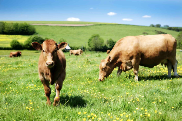 DNC : les éleveurs veulent garder le statut indemne