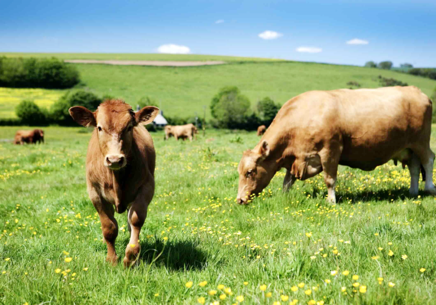 DNC : les éleveurs veulent garder le statut indemne pour la France DNC : les éleveurs veulent garder le statut indemne pour la France