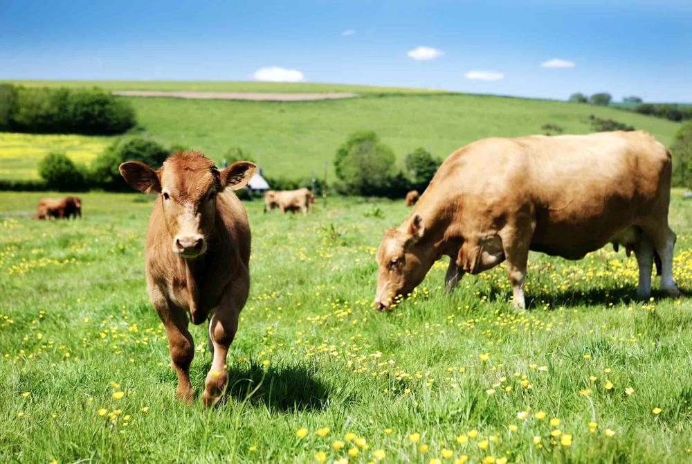 Reims La Marne Agricole