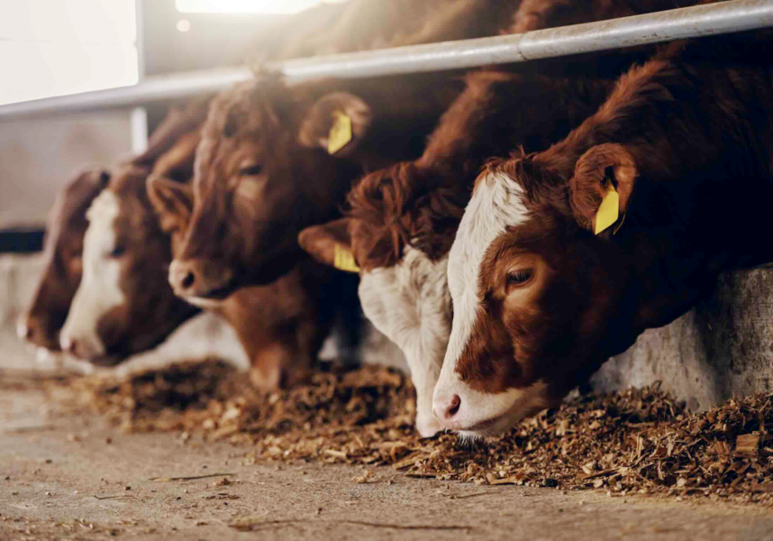 DNC : démêler le vrai du faux