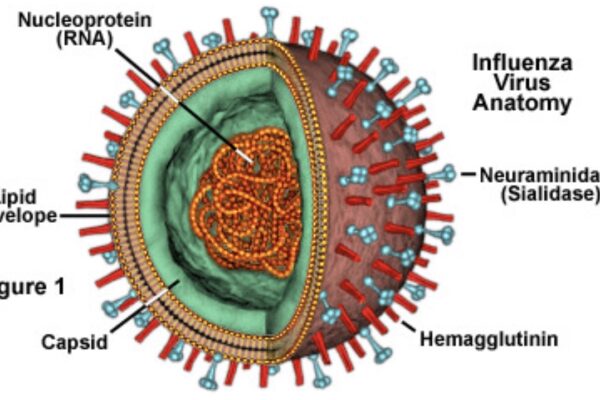 Influenza aviaire : les autorités sanitaires appellent à la vigilance Influenza aviaire : les autorités sanitaires appellent à la vigilance