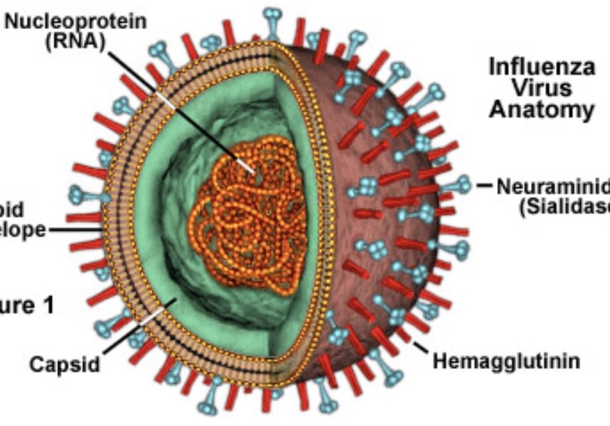 Influenza aviaire : les autorités sanitaires appellent à la vigilance