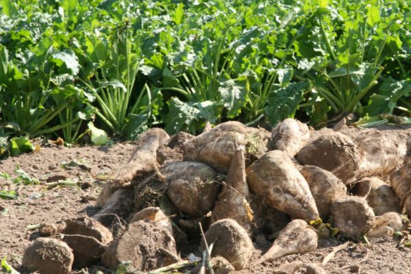 Betteraviers : se dégager des pressions Betteraviers : se dégager des pressions