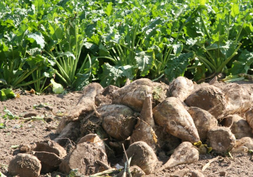 Betteraviers : se dégager des pressions Betteraviers : se dégager des pressions