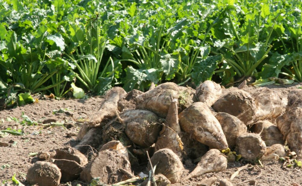 Reims La Marne Agricole Betteraviers : se dégager des pressions Les betteraviers cherchent à se dégager de nombreuses entraves qui les empêchent de vivre de leur travail : distorsions de concurrence européennes sur les phytos, importations de sucre à droits réduits, baisse des cours du sucre et des surfaces de betteraves. Ils ont émis des propositions pour lever ces contraintes handicapantes.