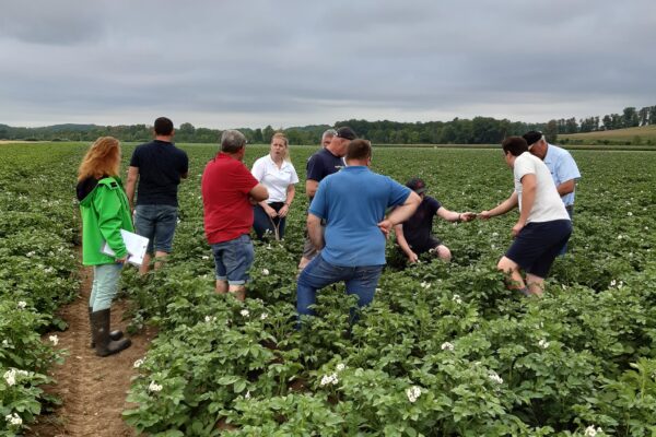 Châlons : pommes de terre, et si on optimisait la culture ? Châlons : pommes de terre, et si on optimisait la culture ?